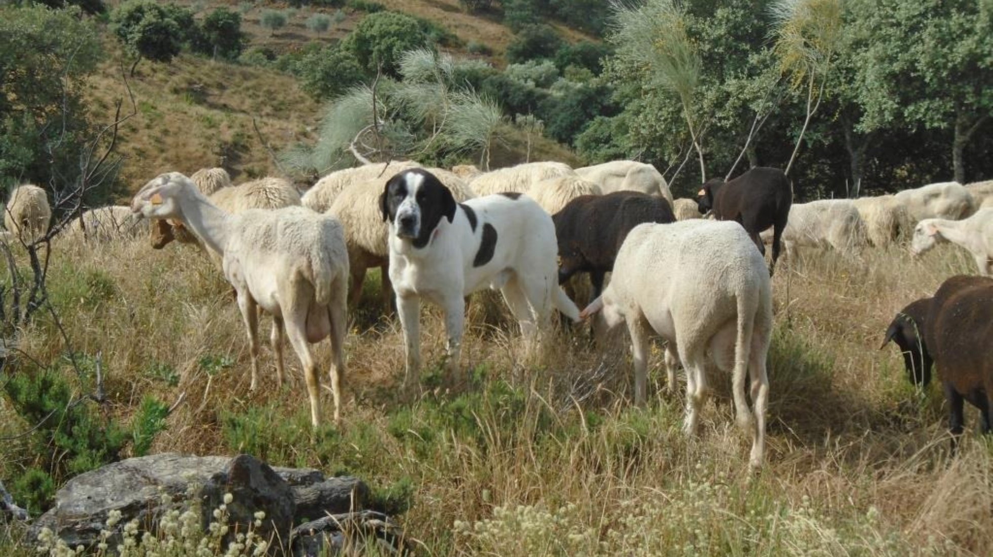 Max | Alfândega da Fé | DN: 2014